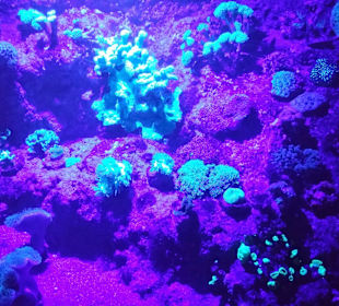 Korallen mit Schwarzlicht