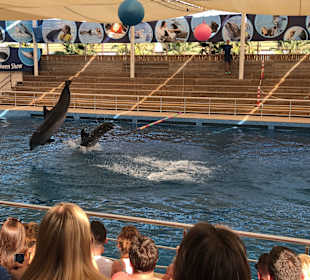 Delfinarium Aqualand Antalya