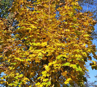 November im Stadtpark Wildeshausen