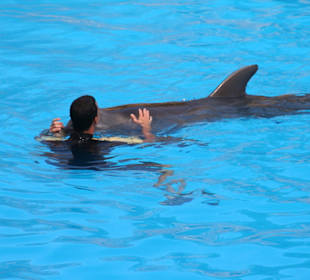 Delphin Show
