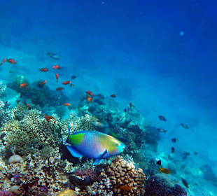 Korallenriff am Hotel