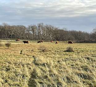 Nordholländisches Dünenreservat