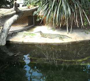 Alligator