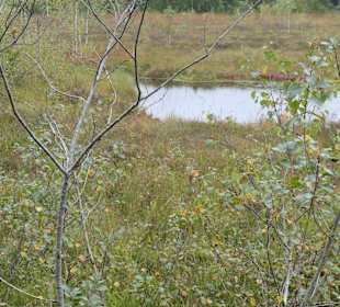 Bei der Moor-Wanderung (Inzeller Filzen)