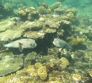 Schnorcheln Marsa Alam