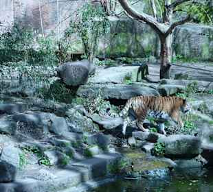 Sibirischer Tiger