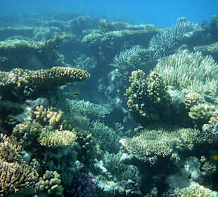 Traumhafte Unterwasser Landschaften
