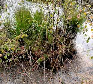 Das Moor neben dem Wanderweg