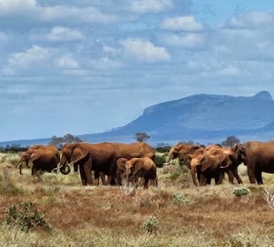Tsavo East / Elefantenherde