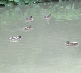 Enten im Deich