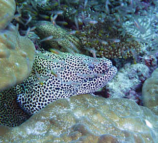 Die fette Muräne am Hausriff