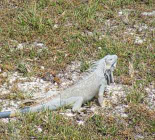 Unterwegs nach Stingray City