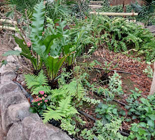 Schmetterlingsgarten