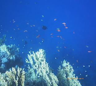 Traumhafte Vielfalt!