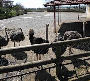 Strauße auf der Schweinefarm