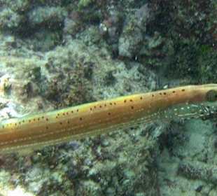 Trompetenfisch