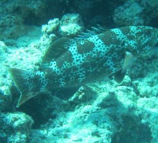 Forellenzackenbarsch