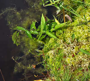 Torfmoos am Moor-Tümpel