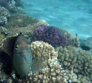 Unterwasserwelt am Strand