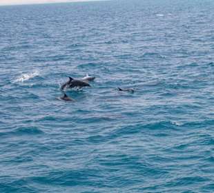 Delfinausflug