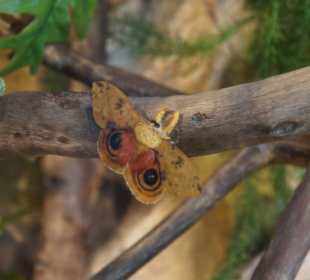 Mariposario de Benalmàdena