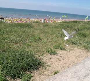 Zandvoort - Strand, Möwe, Dünen