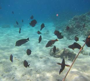 Schnorcheln Makadi Bay