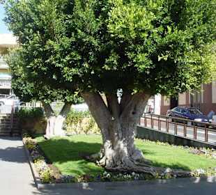Granadilla