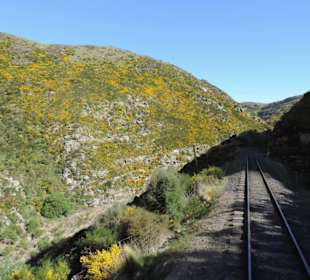 Mitder Taileri Railway durch die Natur Neuseelands
