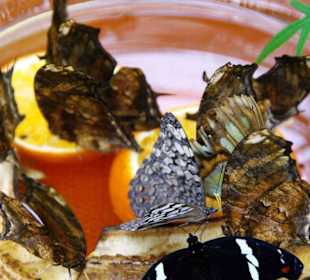 Schmetterlingshaus Futter