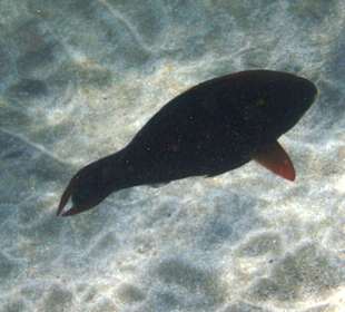 Schnorcheln Marsa Alam