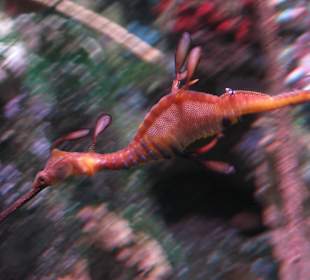 Sea Dragon im New England Aquarium