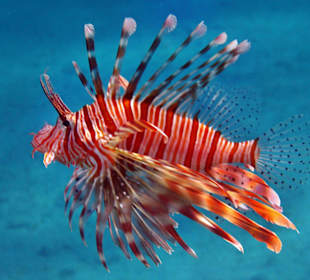 Strahlender Feuerfisch