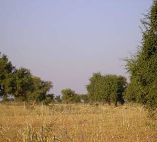 Die fliehenden Gazellen