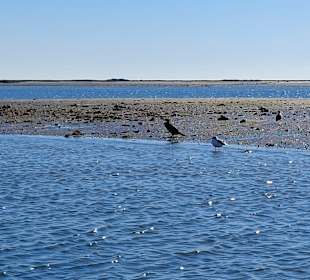 Bootstour Ria Formosa