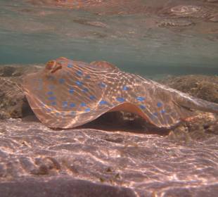 Hausriff Blaupunktrochen