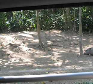 В зоопарке Бали. Вид из автобусика