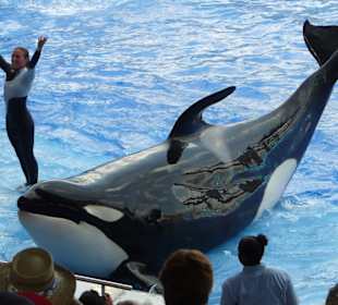 Shamu-Show