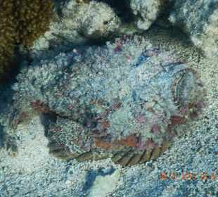 Рыба камень