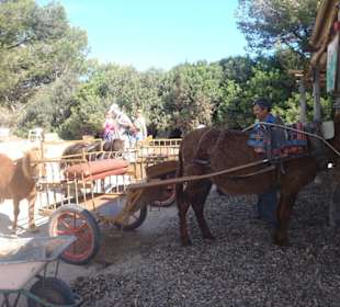 Mit Eselskutsche und Pony zum Castel