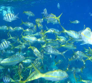 Schnorcheln - Paradies-Island