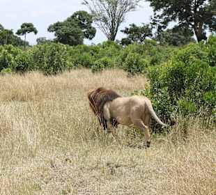 Masai Mara