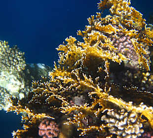 Schnorcheln super schön