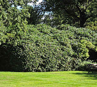 Кладбище Ольсдорф, Гамбург, 16 сентября 2013 года