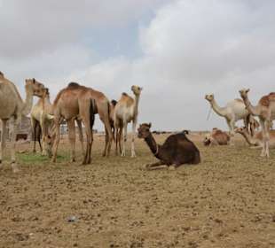 Kamelmarkt, El Shalateen