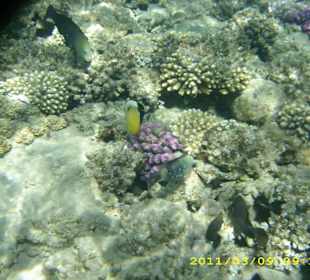 Gut sehen die Korallen nicht aus