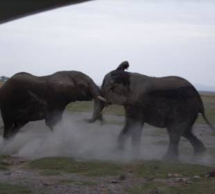 Kämpfende Elefanten