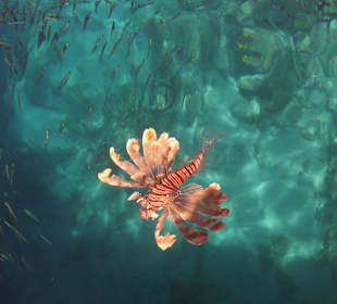 Indischer Rotfeuerfisch