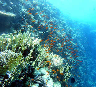 Hausriff, Korallen, Fische Wahnsinn