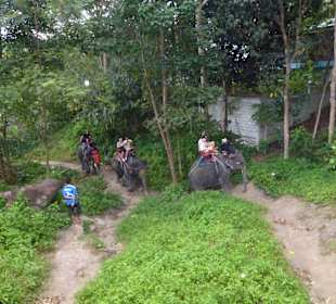 Elefanten beim Aufstieg